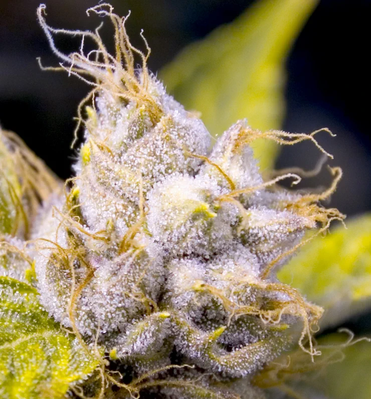 Close-up trichome image representing harvest timing